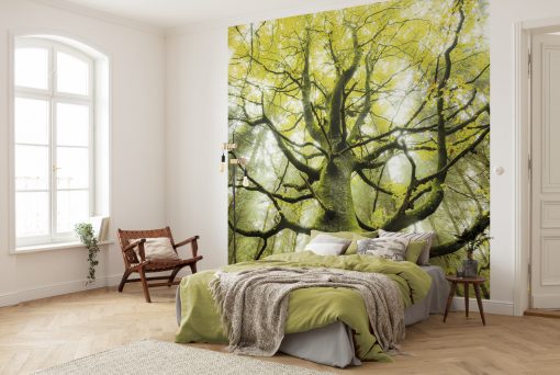 Wall Murals